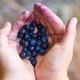 Illustration for article titled The forecasters have spoken: 2020 is the year of the blueberry